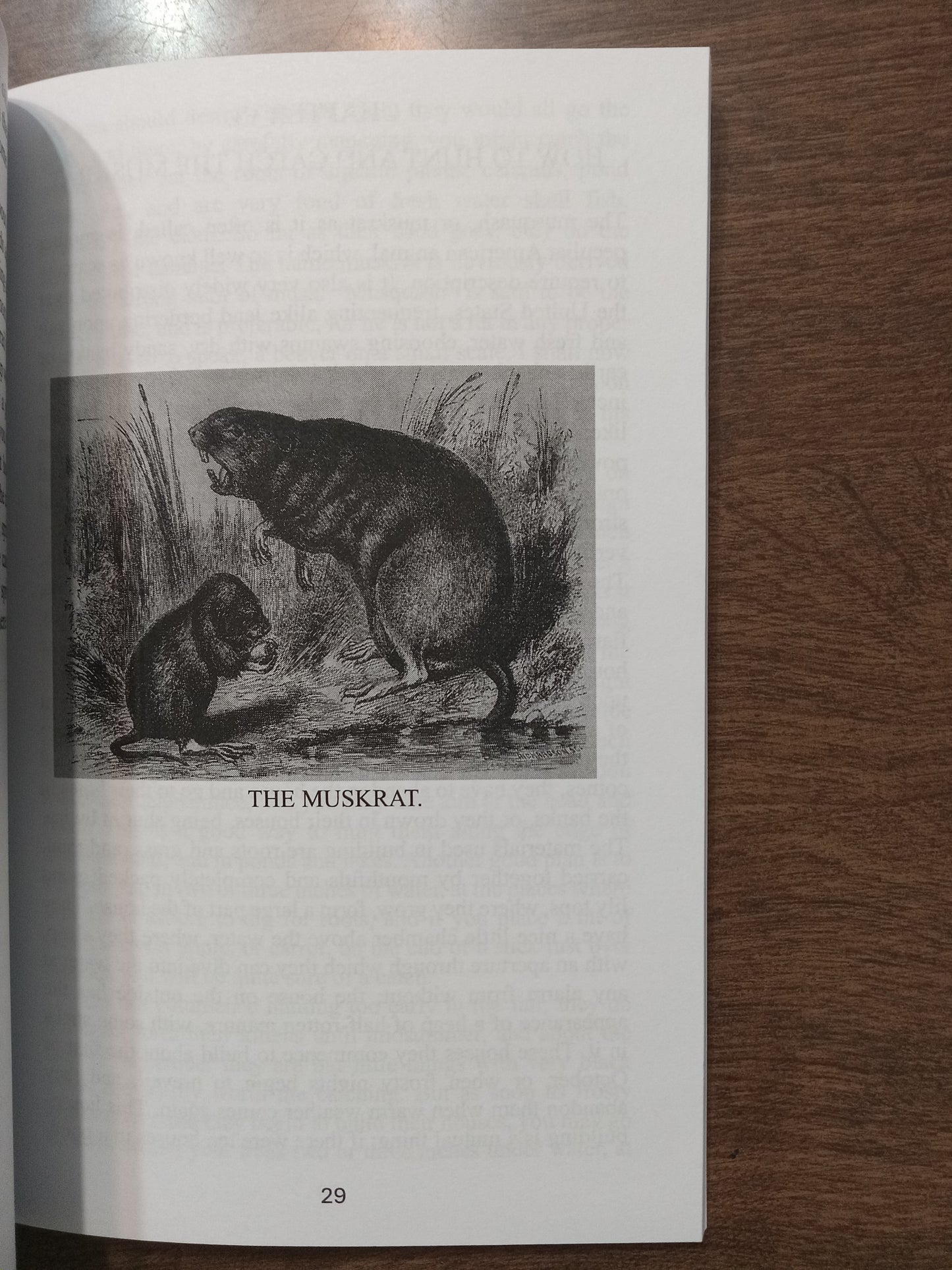 HUNTER AND TRAPPER BY HALSEY THRASHER AN EXPERIENCED HUNTER 1868